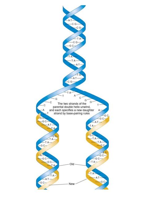 dna replication results in two dna molecules|DNA Replication .